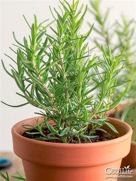 Tips for Planting Rosemary: Step-by-Step Guide for Beginners